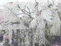 秋田 角館町のライブカメラ  桜 サムネイル