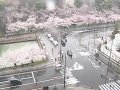 青森 弘前公園 追手門前  桜 サムネイル