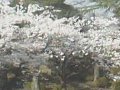 山形 上杉神社ライブカメラ  桜 サムネイル