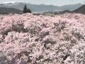 長野 高遠城址公園-高遠閣  桜 サムネイル