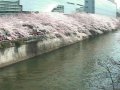 東京 太鼓橋下流  桜 サムネイル