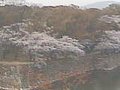 広島城  桜 サムネイル