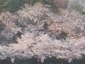 青森 高画質青森ライブカメラ  桜 サムネイル