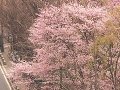 北海道 札幌大通り公園  桜 サムネイル