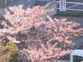 北海道 小樽  桜 サムネイル