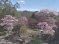 福島 四季の里 緑水苑  桜 サムネイル