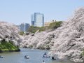 東京千鳥ヶ淵ライブカメラ  桜 サムネイル
