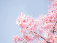 GOETHE �ӥ��ͥ��ѡ�����Τ���ζ��������ꤤ ����α���